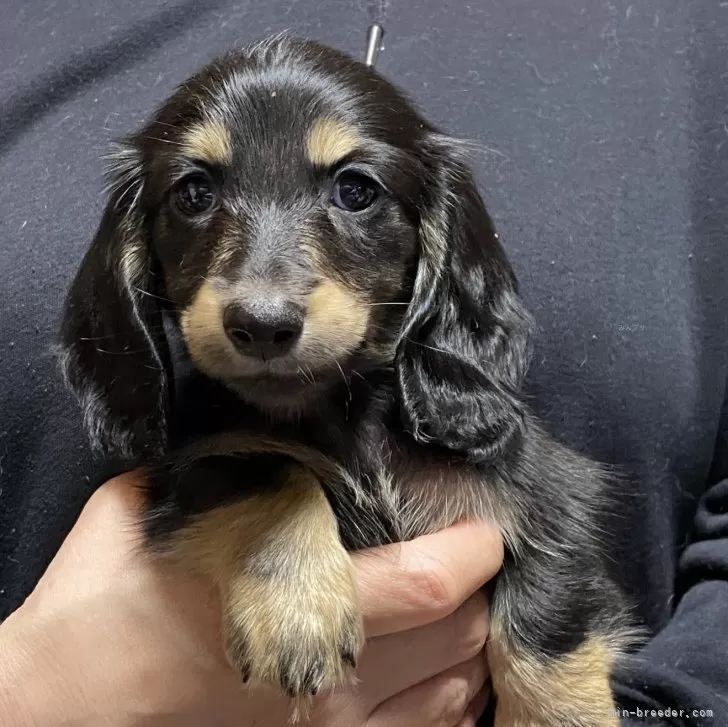 ID:2502-02027の子犬