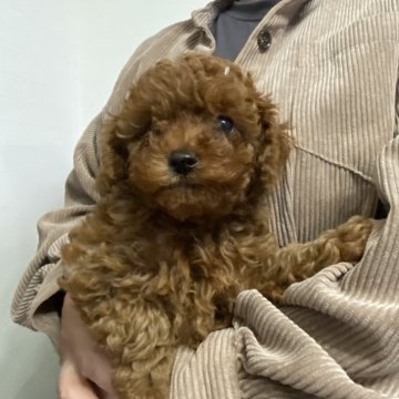 トイプードル(トイ)【岐阜県・男の子・2025年1月28日・レッド】の写真「濃いめのレッドで小ぶりな男の子」