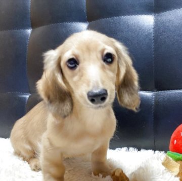 ミニチュアダックスフンド(ロング)【岐阜県・女の子・2025年7月20日・シェーデッドイエロー】の写真「見学同時お迎え可能」