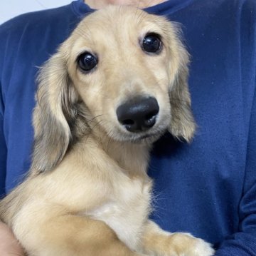 ミニチュアダックスフンド(ロング)【岐阜県・女の子・2025年7月20日・シェーデッドイエロー】の写真「見学同時お迎え可能」