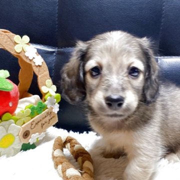 ミニチュアダックスフンド(ロング)【岐阜県・女の子・2025年7月20日・シェーデッドイエロー】の写真「小ぶりで可愛い女の子」