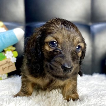 ミニチュアダックスフンド(ロング)【岐阜県・男の子・2025年11月7日・レッド】の写真「両親共に遺伝子検査クリアの男の子」