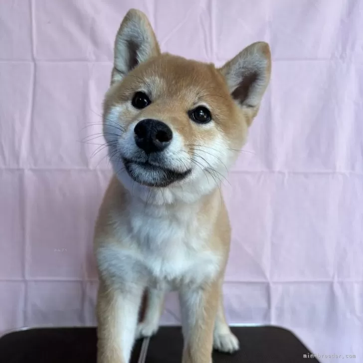 ID:2412-01625の子犬