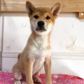 柴犬(標準サイズ)