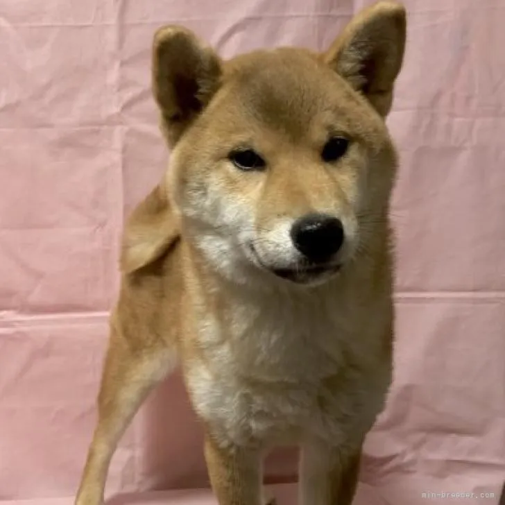 ID：2211-01281の子犬