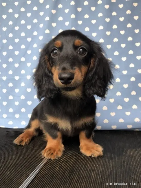 ID：1905-01055の子犬
