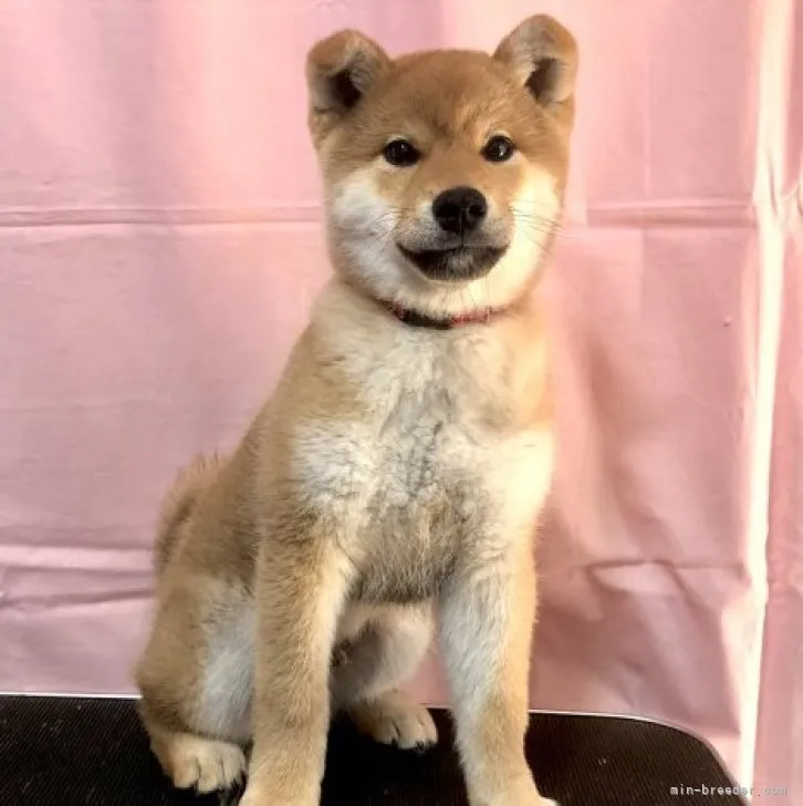 ID：2303-00372の子犬