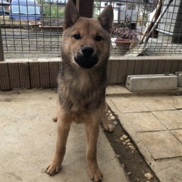 北海道犬【宮城県・男の子・2023年8月1日・赤胡麻】の写真「ちょっと天然な男の子」