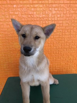 北海道犬【宮城県・男の子・2022年1月3日・赤】の写真「わんぱくで活発な男の子です。」