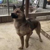 北海道犬【宮城県・男の子・2023年8月1日・赤胡麻】の写真1