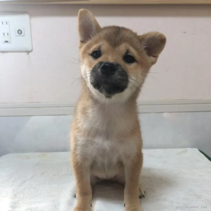 ID:2208-04606の子犬