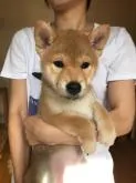 柴犬(標準サイズ)【宮城県・女の子・2022年6月27日・赤】の写真3