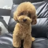 ティーカッププードル【群馬県・女の子・2025年2月15日・レッド】の写真2