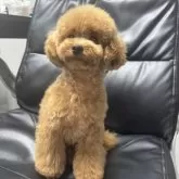 ティーカッププードル【群馬県・女の子・2025年2月15日・レッド】の写真6