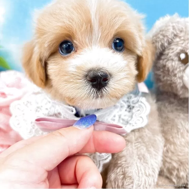 S.Ｉ 様のお迎えした子犬