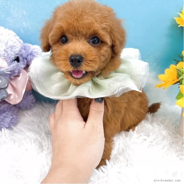 ID：2507-07359の子犬