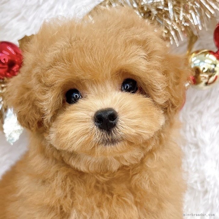 ブリーダー画像