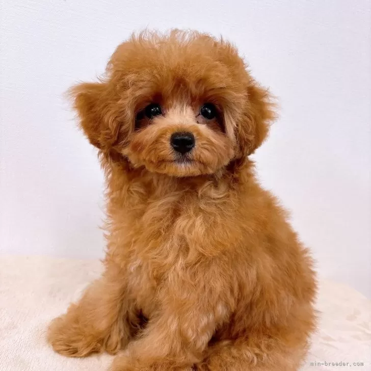 ID：2501-06601の子犬