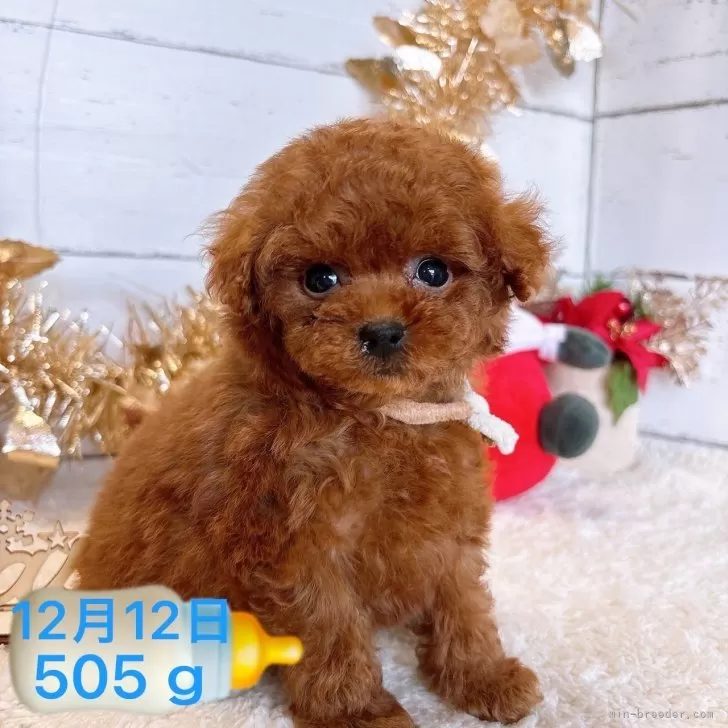 ID:2412-03031の子犬