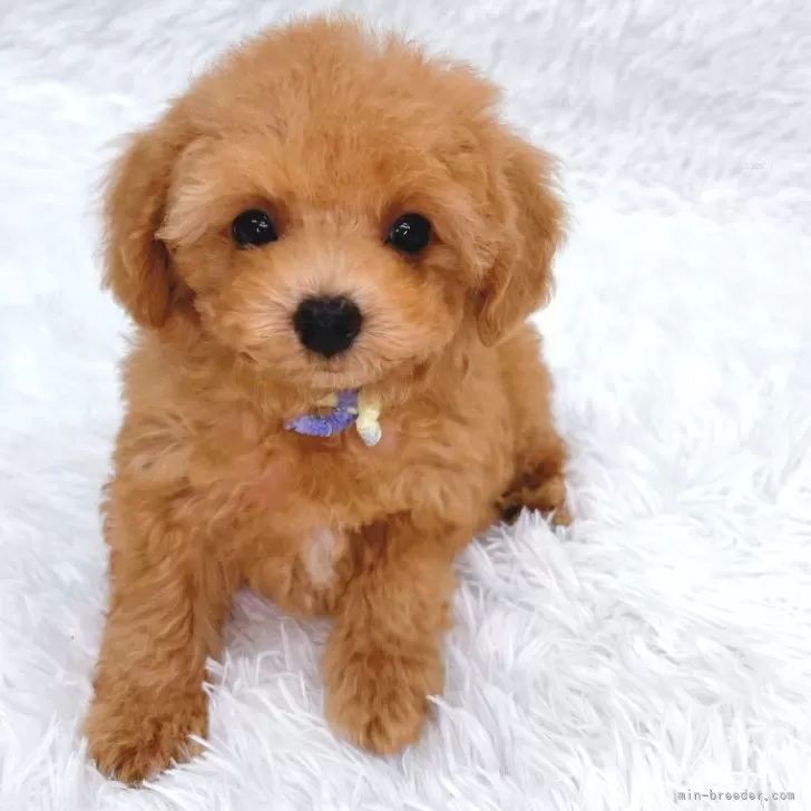 ID：2507-07353の子犬