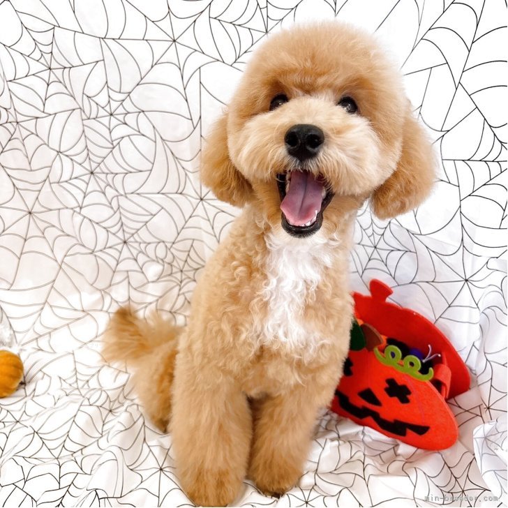 ブリーダー画像