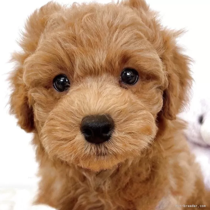 ID：2503-05750の子犬