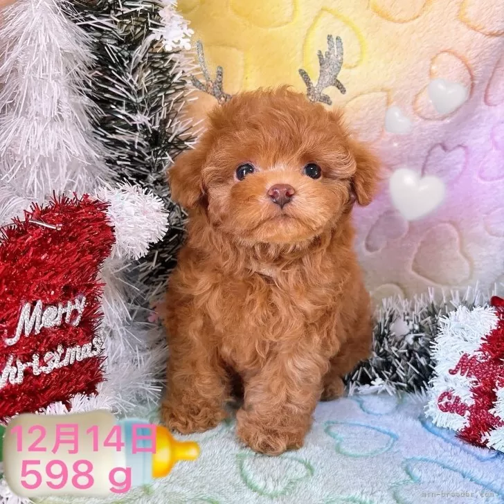 ID:2412-03523の子犬