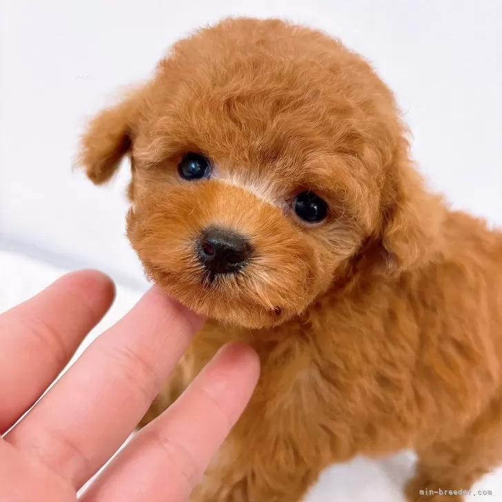 ID:2502-02592の子犬