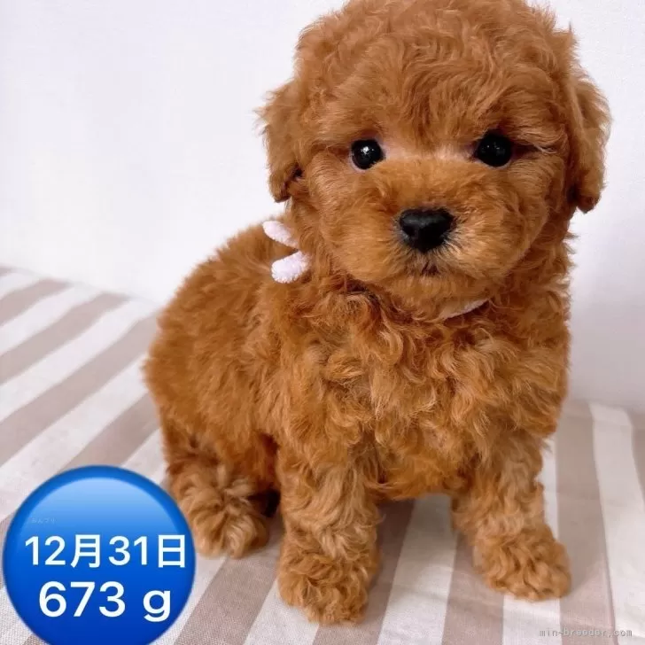 ID:2501-00223の子犬