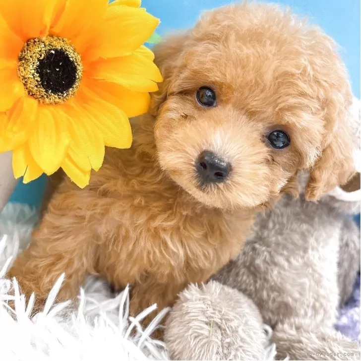 ID：2507-06620の子犬
