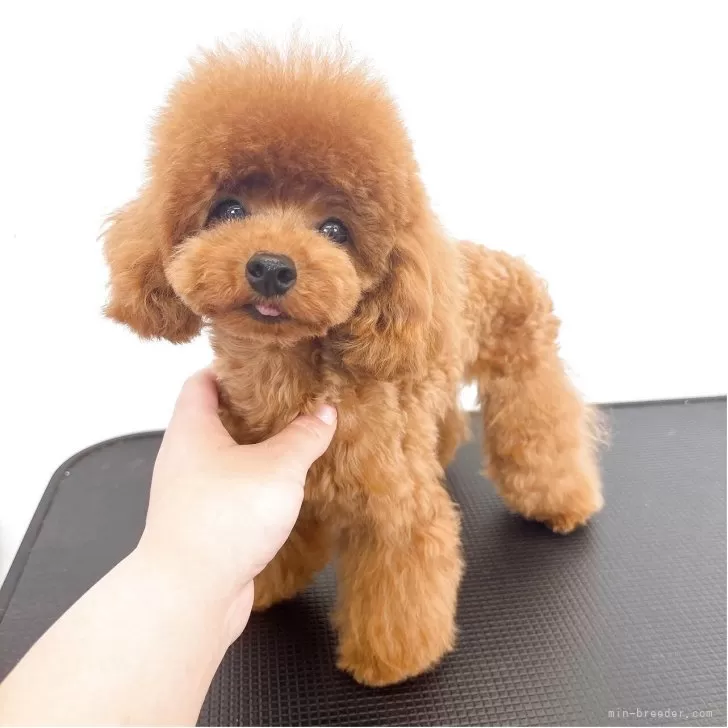 ID：2409-05916の子犬