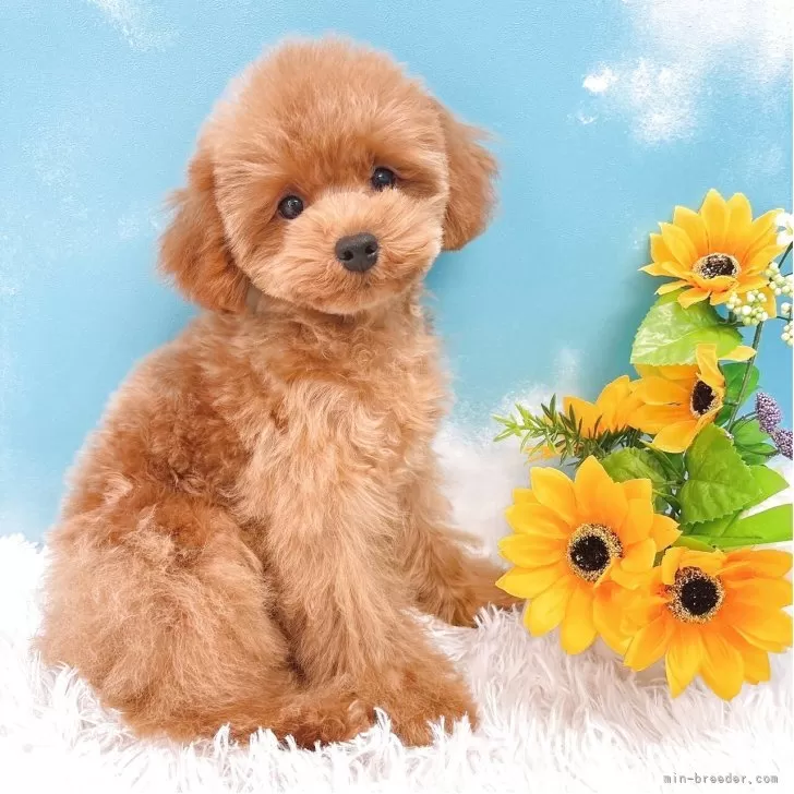 Y.K 様のお迎えした子犬