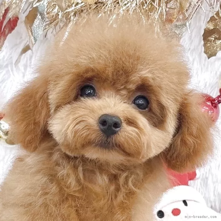 ティーカッププードル【群馬県・女の子・2025年7月23日・レッド】の写真1