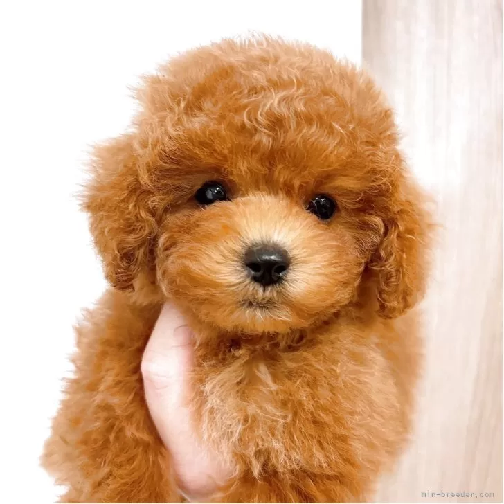 T.M 様のお迎えした子犬