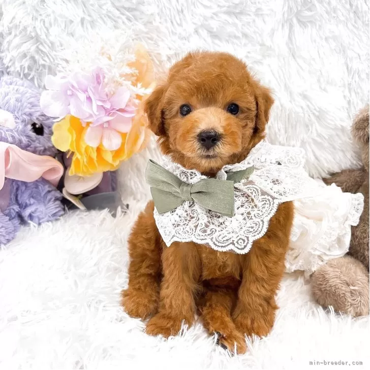 ID：2507-08486の子犬