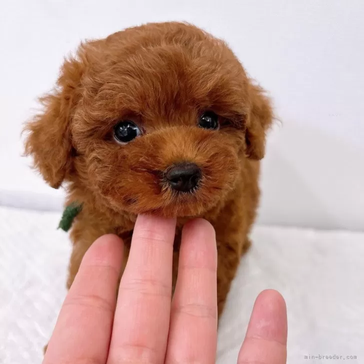 ID:2502-05089の子犬