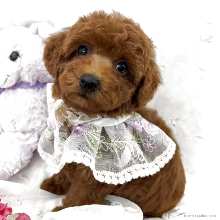 ID:2507-01097の子犬