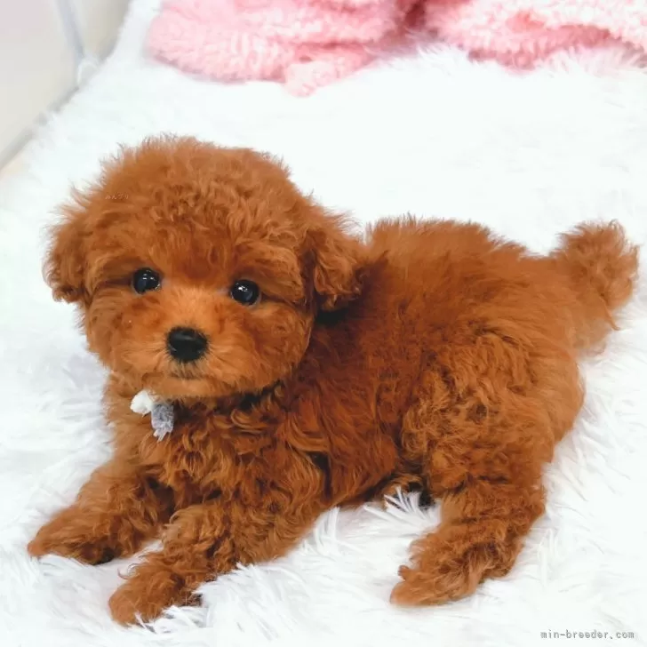 ID:2505-00249の子犬
