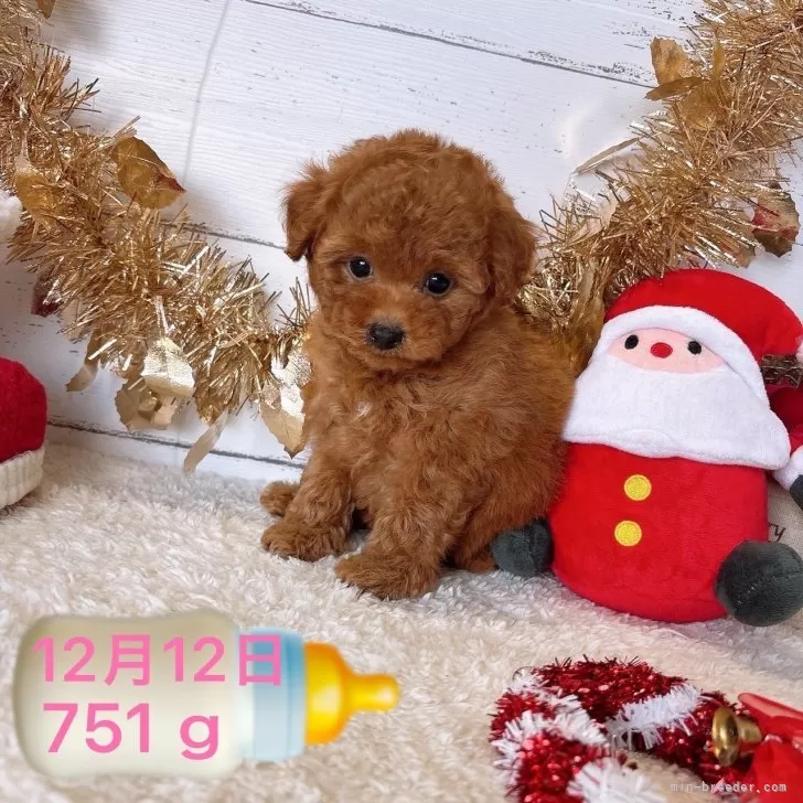 ID:2412-03038の子犬