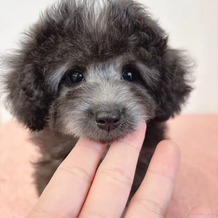 ID：2503-01398の子犬