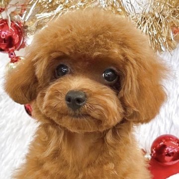 トイプードル(ティーカップ)【群馬県・女の子・2025年6月12日・レッド】の写真「当日急なご見学可能な場合があります(*^^*)」