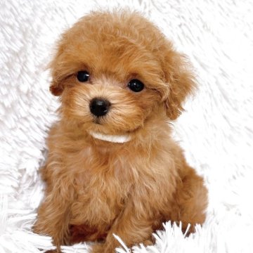 トイプードル(ティーカップ)【群馬県・女の子・2025年10月13日・レッド】の写真「毛が延びてきて可愛いお顔に♡」