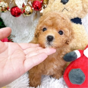 トイプードル(タイニー)【群馬県・女の子・2025年10月13日・アプリコット】の写真「早期ご予約限定価格❣️」