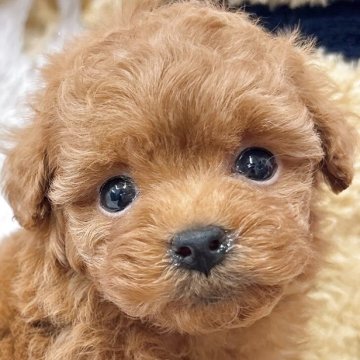 トイプードル(ティーカップ)【群馬県・男の子・2025年10月15日・レッド】の写真「早期ご予約限定価格❣️」