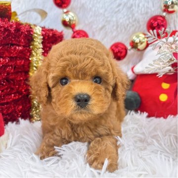 トイプードル(タイニー)【群馬県・男の子・2025年10月30日・レッド】の写真「当日急なご見学可能な場合があります(*^^*)」