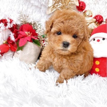 トイプードル(ティーカップ)【群馬県・男の子・2025年10月4日・レッド】の写真「当日急なご見学可能な場合があります(*^^*)」