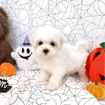 マルチーズ【群馬県・女の子・2025年9月6日・ホワイト】の写真「当日急なご見学可能な場合があります(*^^*)」