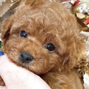 ティーカッププードル【群馬県・男の子・2025年10月7日・レッド】の写真「12月7日迄の掲載となります〇┐」