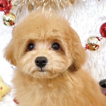 トイプードル(ティーカップ)【群馬県・女の子・2025年8月11日・レッド】の写真「当日のご見学可能な場合もございます〇┐」