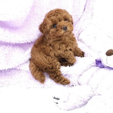 トイプードル(タイニー)【群馬県・男の子・2025年4月26日・レッド】の写真「元気いっぱい🐶🐾」